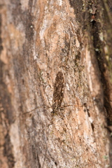 Amphineurus