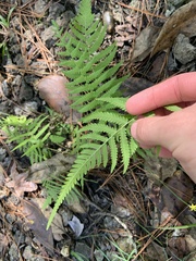 Deparia petersenii