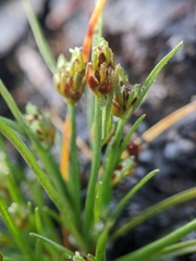 Isolepis