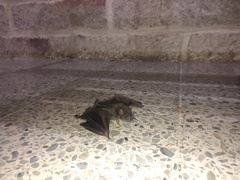 Artibeus jamaicensis