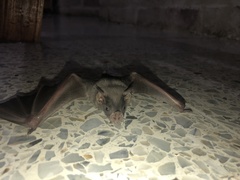 Artibeus jamaicensis