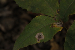 Cameraria caryaefoliella
