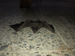 Artibeus jamaicensis