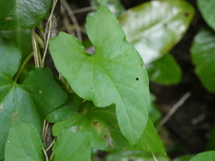 Mikania micrantha
