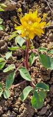 Cleomella platycarpa