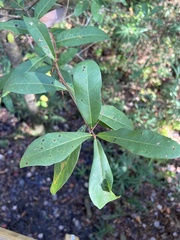 Quercus laurifolia