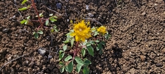 Cleomella platycarpa