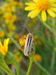 Chauliognathus scriptus