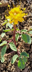 Cleomella platycarpa