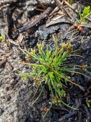Isolepis