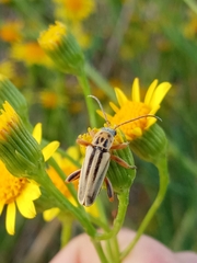 Chauliognathus scriptus