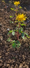 Cleomella platycarpa
