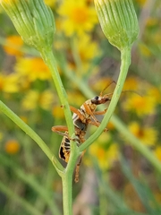 Chauliognathus scriptus