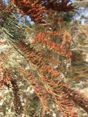 Allocasuarina littoralis