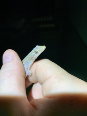 Hemidactylus mabouia