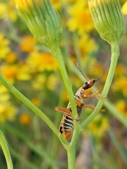 Chauliognathus scriptus
