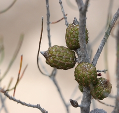 Allocasuarina muelleriana