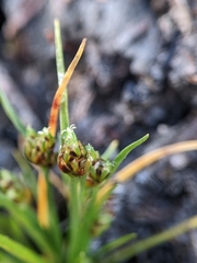 Isolepis