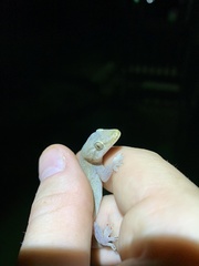 Hemidactylus mabouia