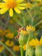 Chauliognathus scriptus