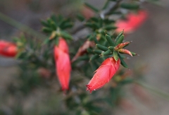 Stenanthera conostephioides