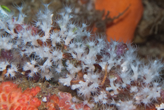 Corymbophyton bruuni