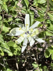 Passiflora palmeri