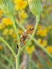 Chauliognathus scriptus