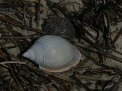 Semicassis semigranosa