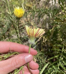 Malacothrix californica