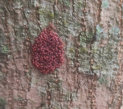 Clematoscenea