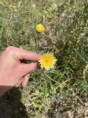 Malacothrix californica