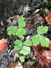 Aquilegia canadensis