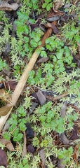 Coptis aspleniifolia
