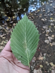 Ulmus americana