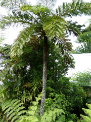 Sphaeropteris excelsa