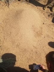 Pogonomyrmex occidentalis