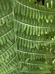 Athyrium angustum