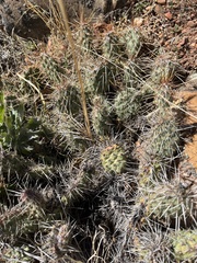 Opuntia × debreczyi