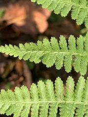 Athyrium angustum