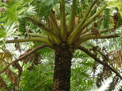 Sphaeropteris excelsa