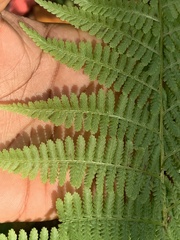 Athyrium angustum