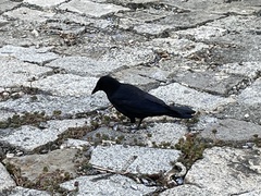 Corvus brachyrhynchos caurinus