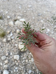 Indigofera lindheimeriana