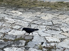 Corvus brachyrhynchos caurinus