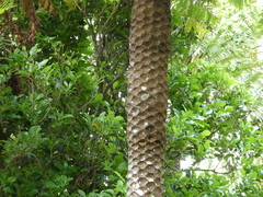 Sphaeropteris excelsa