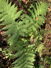 Athyrium angustum