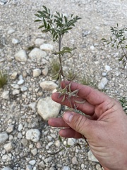 Indigofera lindheimeriana