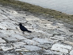 Corvus brachyrhynchos caurinus
