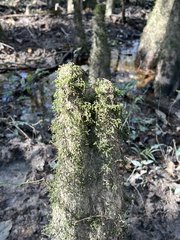 Porella platyphylla
